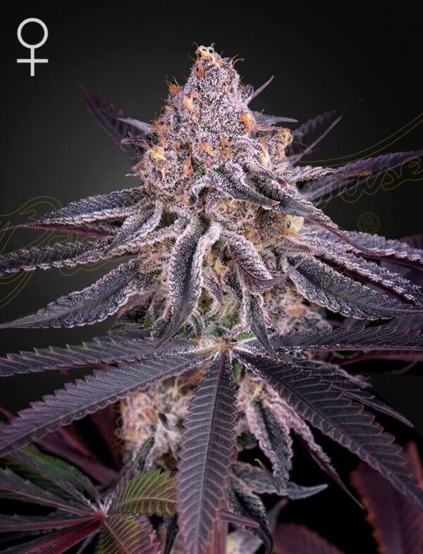 A purple green plant by king's juice auto seeds of green house company