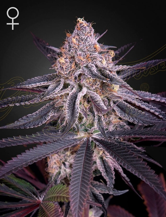 A purple green plant by king's juice auto seeds of green house company