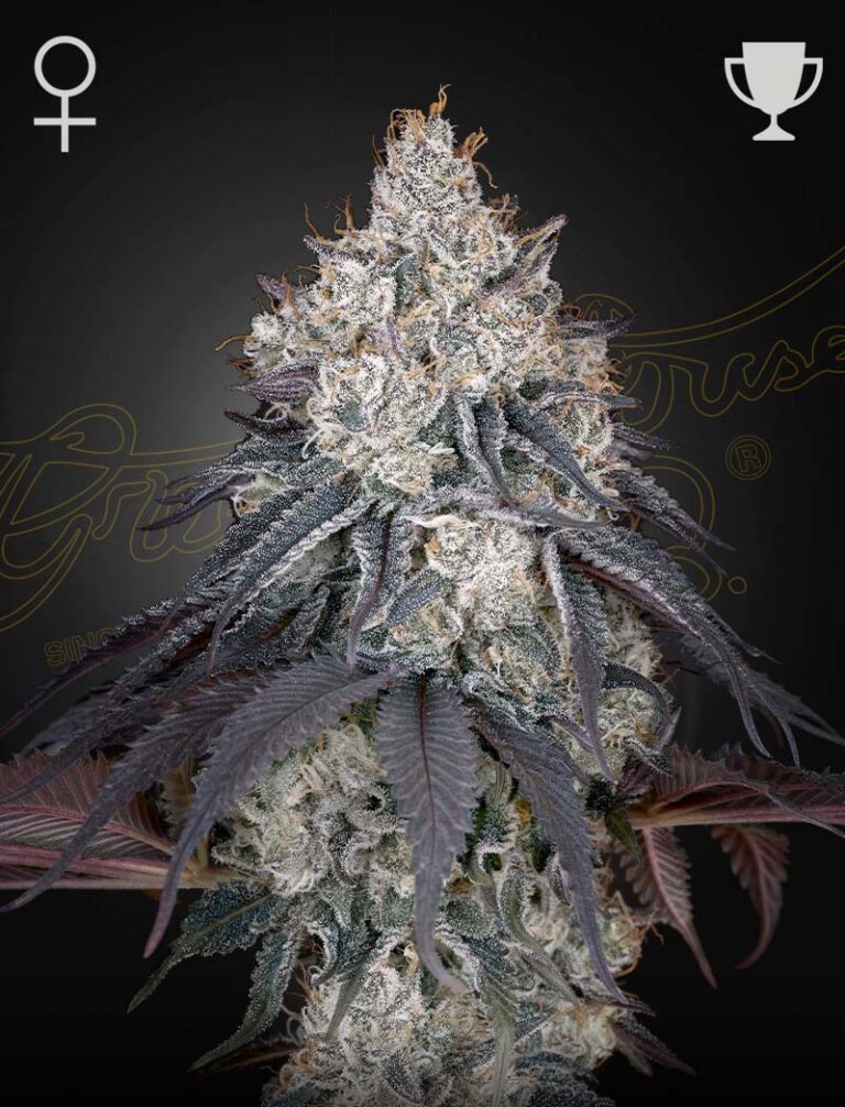 a cannabis plant grwon from Lemon Orange seeds by Greenhouse seeds