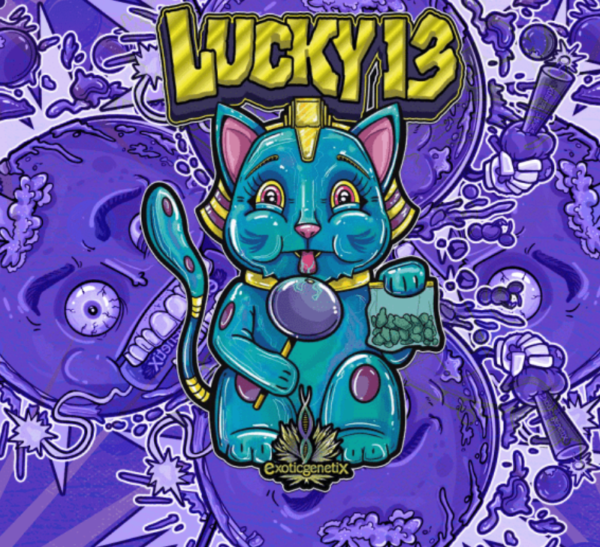 Cannabis seeds lucky 13 by exotic genetix