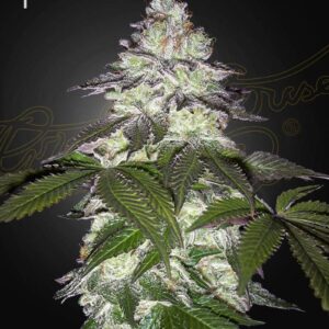 a cannabis plant grown from Milky Dreams seeds by green house company