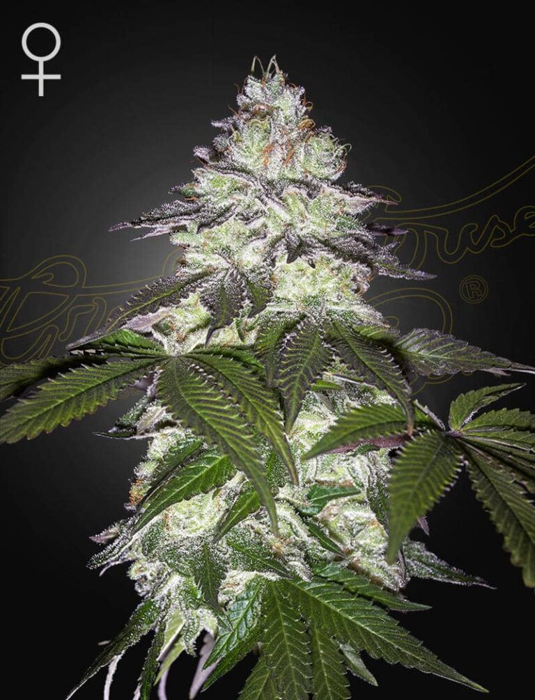 a cannabis plant grown from Milky Dreams seeds by green house company