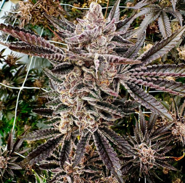 Mona’s Magic a green brownish plant of cannabis with is from Mona's Magic by exotic genetics