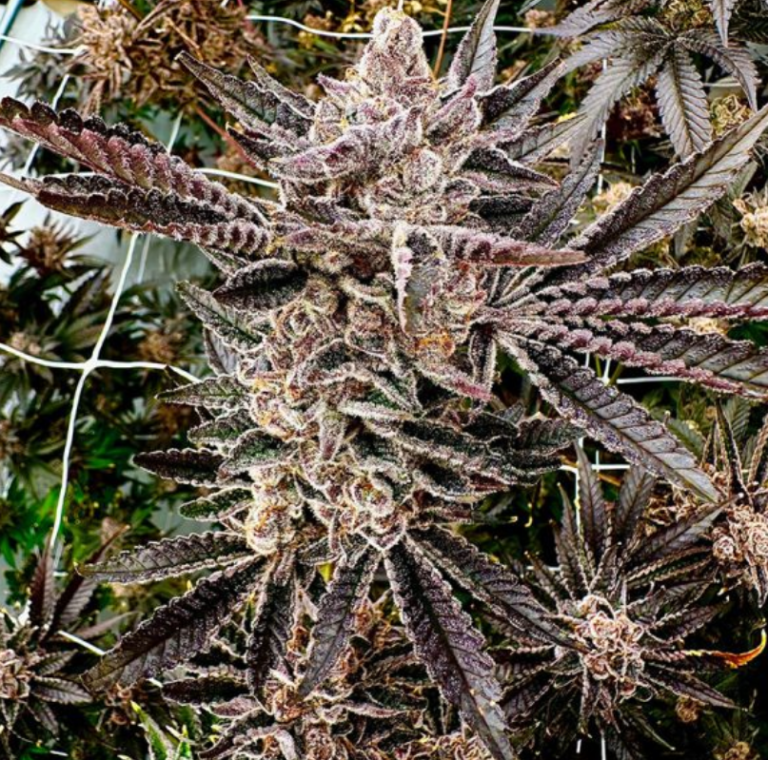 Mona’s Magic a green brownish plant of cannabis with is from Mona's Magic by exotic genetics