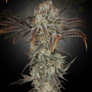 a cannabis plant grown by Money Maker seeds by green house company