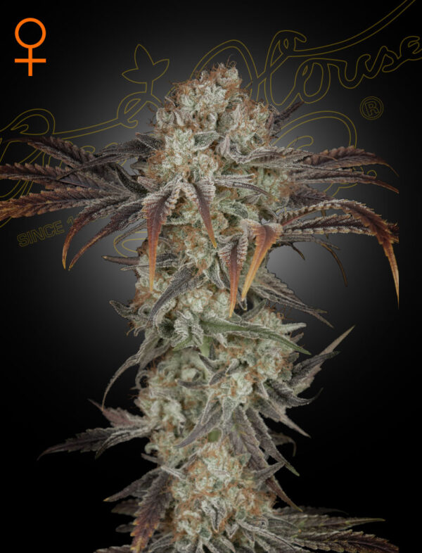 a cannabis plant grown by Money Maker seeds by green house company