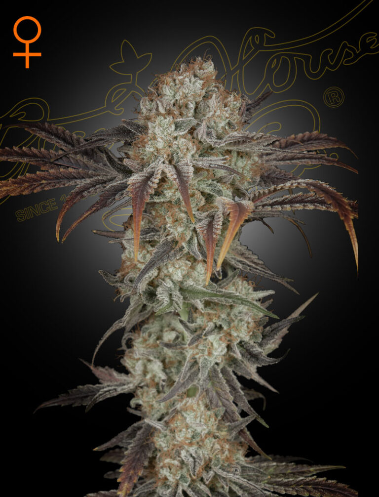 a cannabis plant grown by Money Maker seeds by green house company