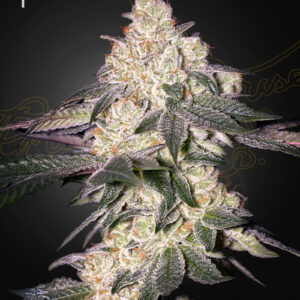 a cannabis plant grown from Moweeto seeds by green house company