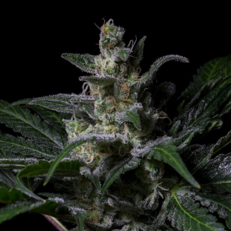 a cannabis plant of seeds of Muse by R-kiem company