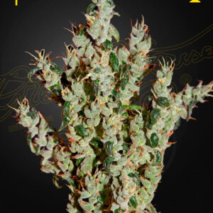 a cannabis plant grown from NL5 Haze Mist seeds by green house