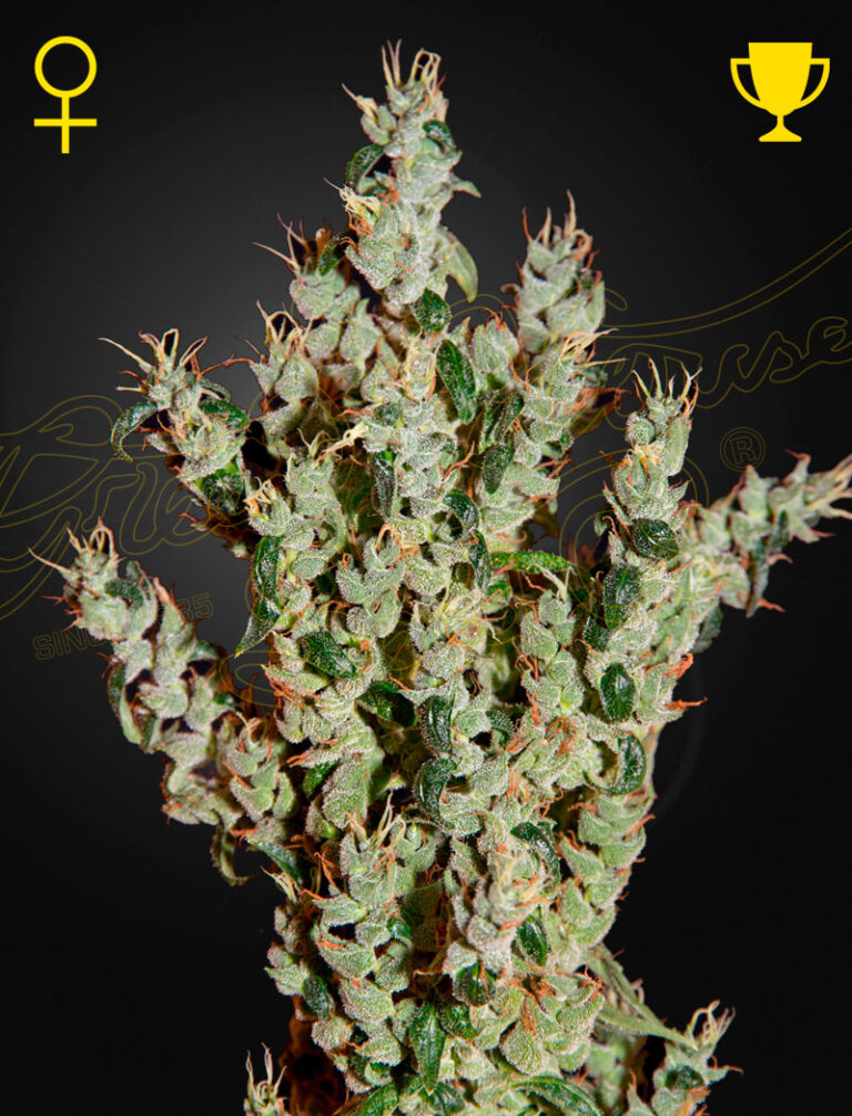 a cannabis plant grown from NL5 Haze Mist seeds by green house