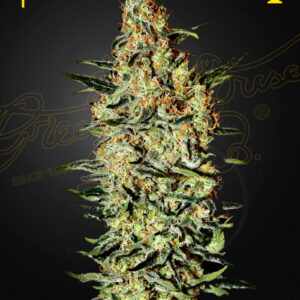 a cannabis plant grown by nevilles haze by green house company
