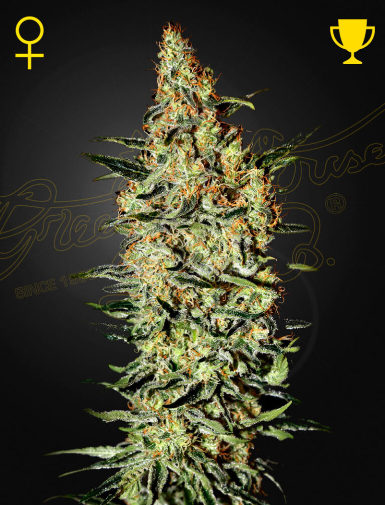 a cannabis plant grown by nevilles haze by green house company