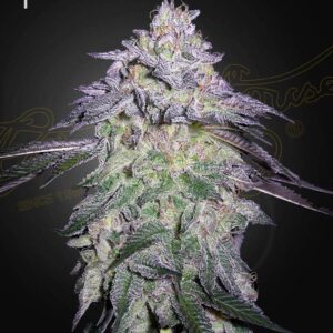 a cannabis plant grown from Nori Cake seeds by green house company
