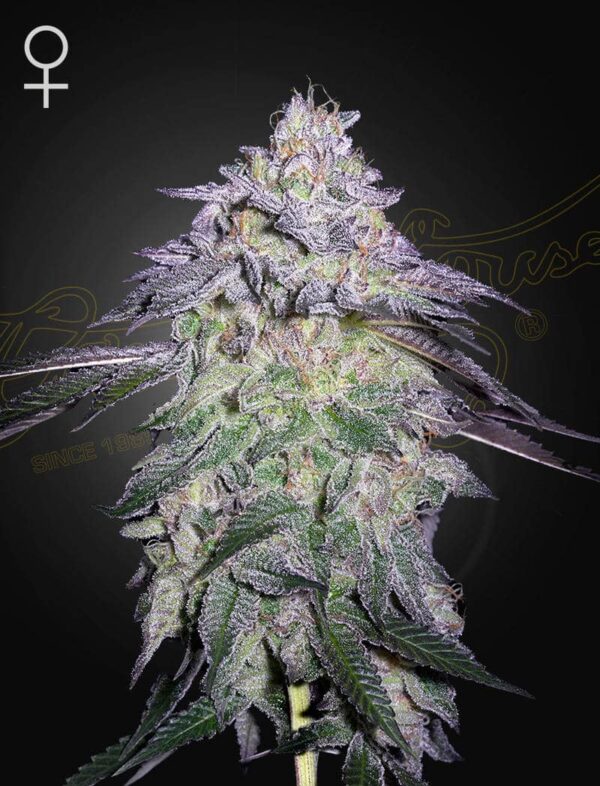 a cannabis plant grown from Nori Cake seeds by green house company
