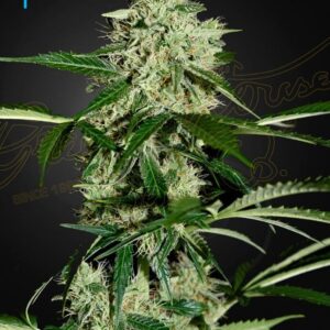 a cannabis plant grown from northeastern lights auto seeds by Green House Company