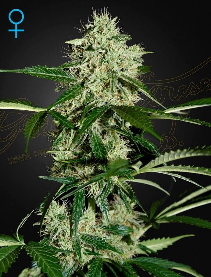 a cannabis plant grown from northeastern lights auto seeds by Green House Company