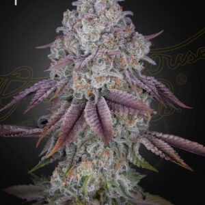 a cannabis plant grown from Persian pie seeds by green house