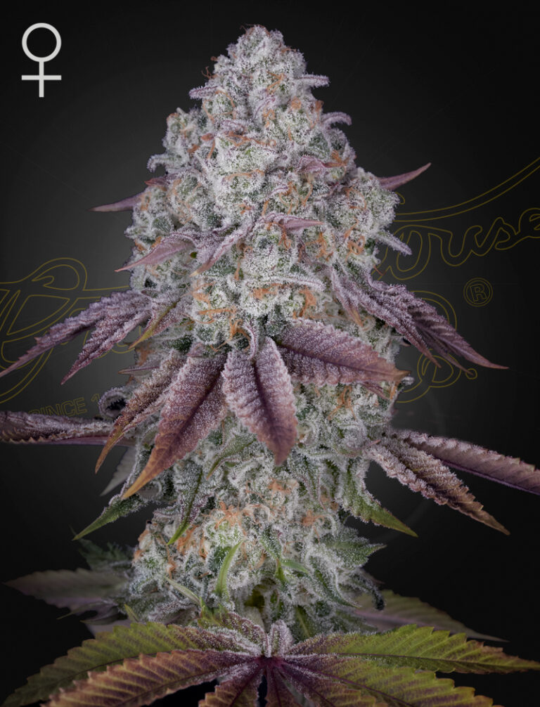 a cannabis plant grown from Persian pie seeds by green house