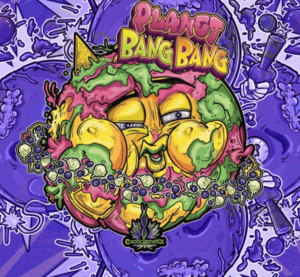 seed of the cannabis strain of bang-bang blueberry by exotic genetix