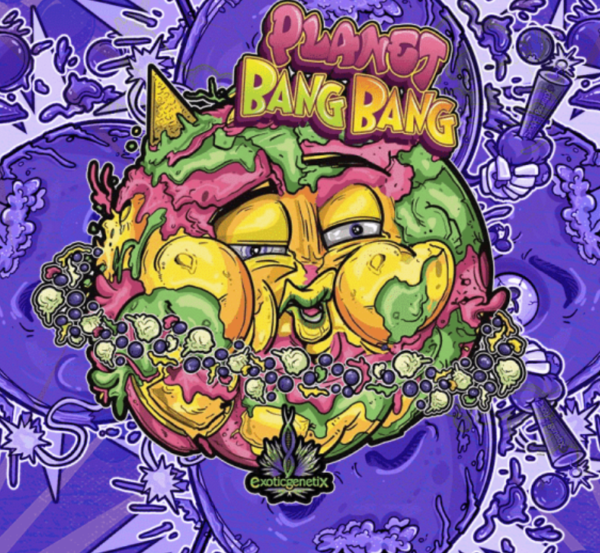 seed of the cannabis strain of bang-bang blueberry by exotic genetix