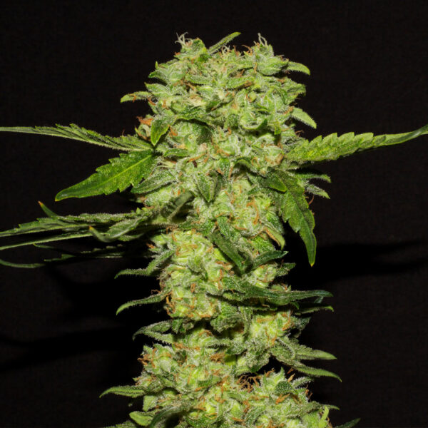 A cannabis Plant by Portela seeds by R-kiem company