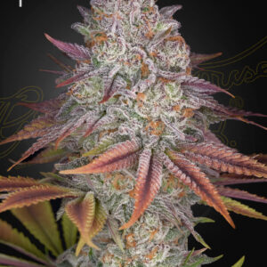 a cannabis plant grown from Pulp Friction seeds by green house