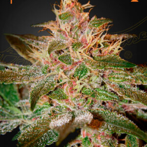 a cannabis plant grown from Pure Kush seeds by GH