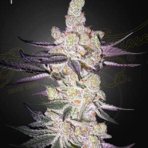 A cannabis plant grown from Razuberi seeds by green house