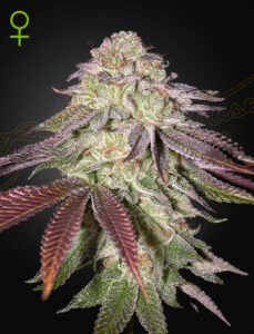A cannabis plant grown from sugarlato auto seeds by green house co