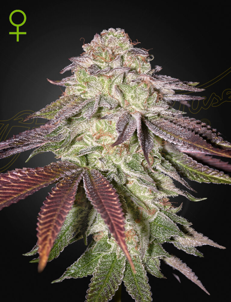 A cannabis plant grown from sugarlato auto seeds by green house co