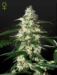 A cannabis plant grown from skunk auto seeds by Green House
