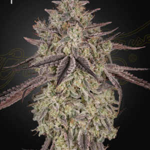 the cannabis plant grown from skywalker auto seeds by green house seed