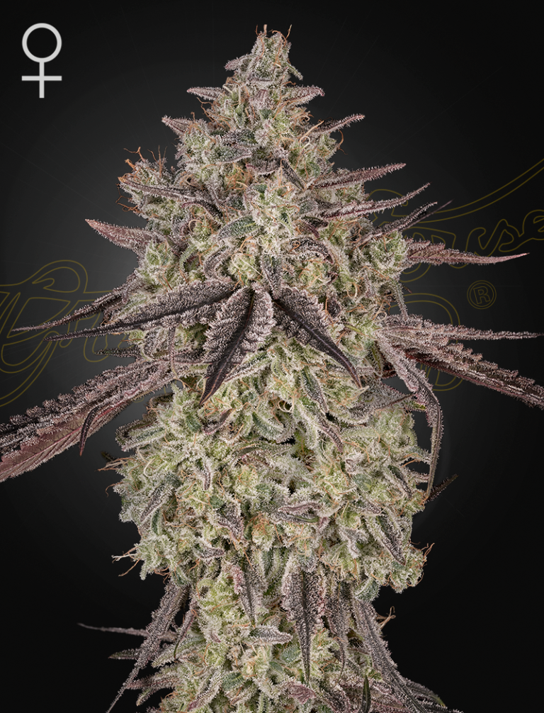 the cannabis plant grown from skywalker auto seeds by green house seed