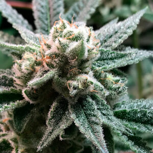 a cannabis plant from sublimator seeds by R-kirm