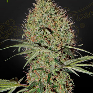 A cannabis plant grown from super bud auto seeds by green house company