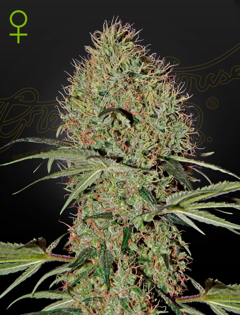 A cannabis plant grown from super bud auto seeds by green house company