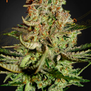A cannabis plant grown from Super Bud (Feminised) seeds of green house company