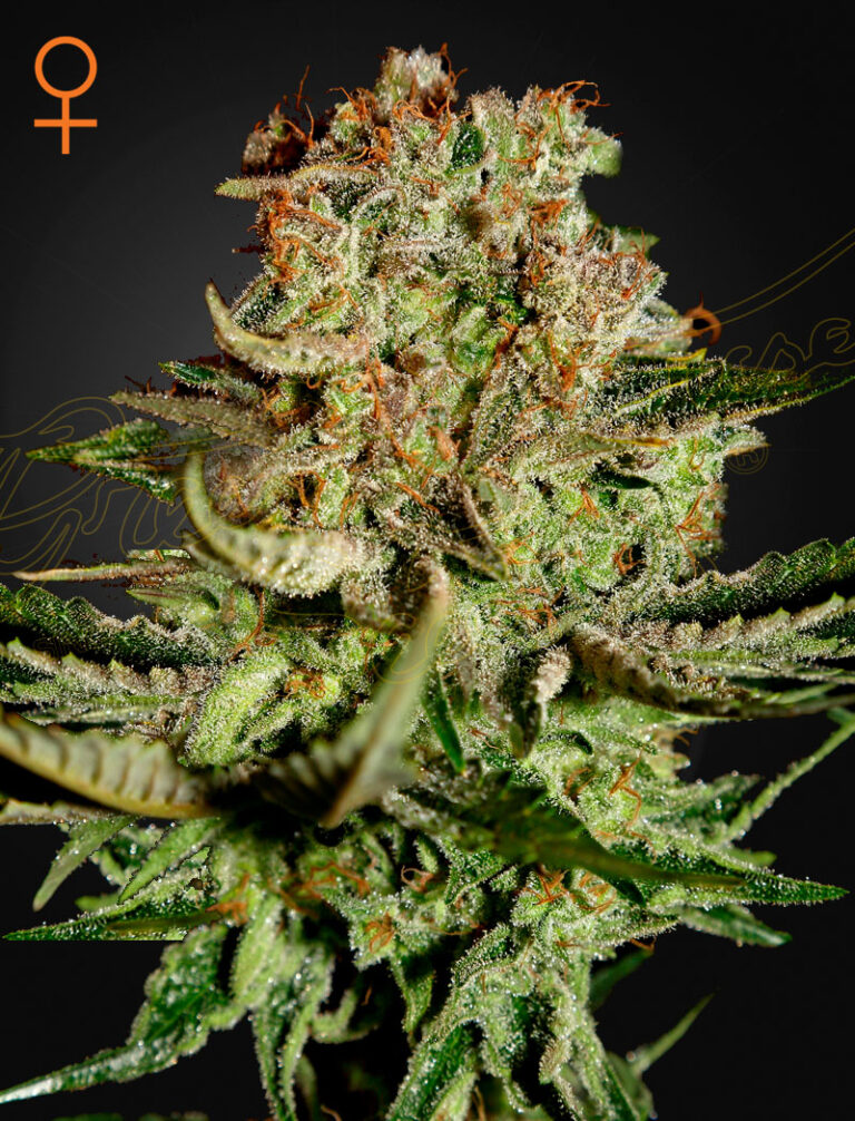 A cannabis plant grown from Super Bud (Feminised) seeds of green house company