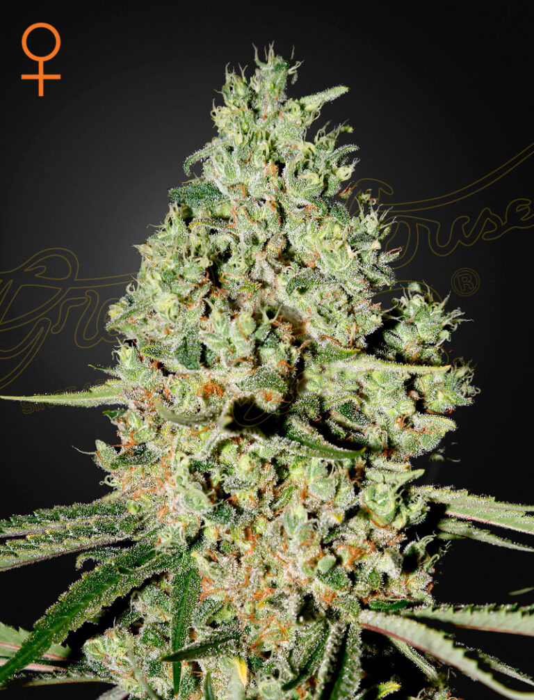 a cannabis plant grown frpm Super Critical seeds by green house
