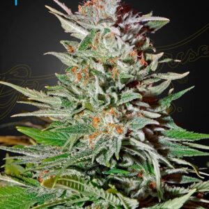 a cannabis plant grown from super lemon haze auto seeds by house garden