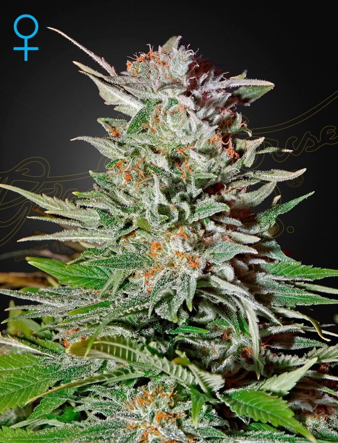 a cannabis plant grown from super lemon haze auto seeds by house garden