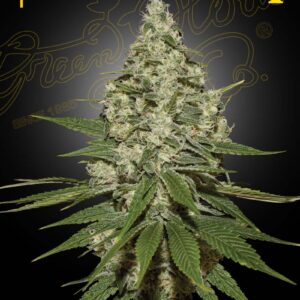 a cannabis plant grown from super lemon haze by green house