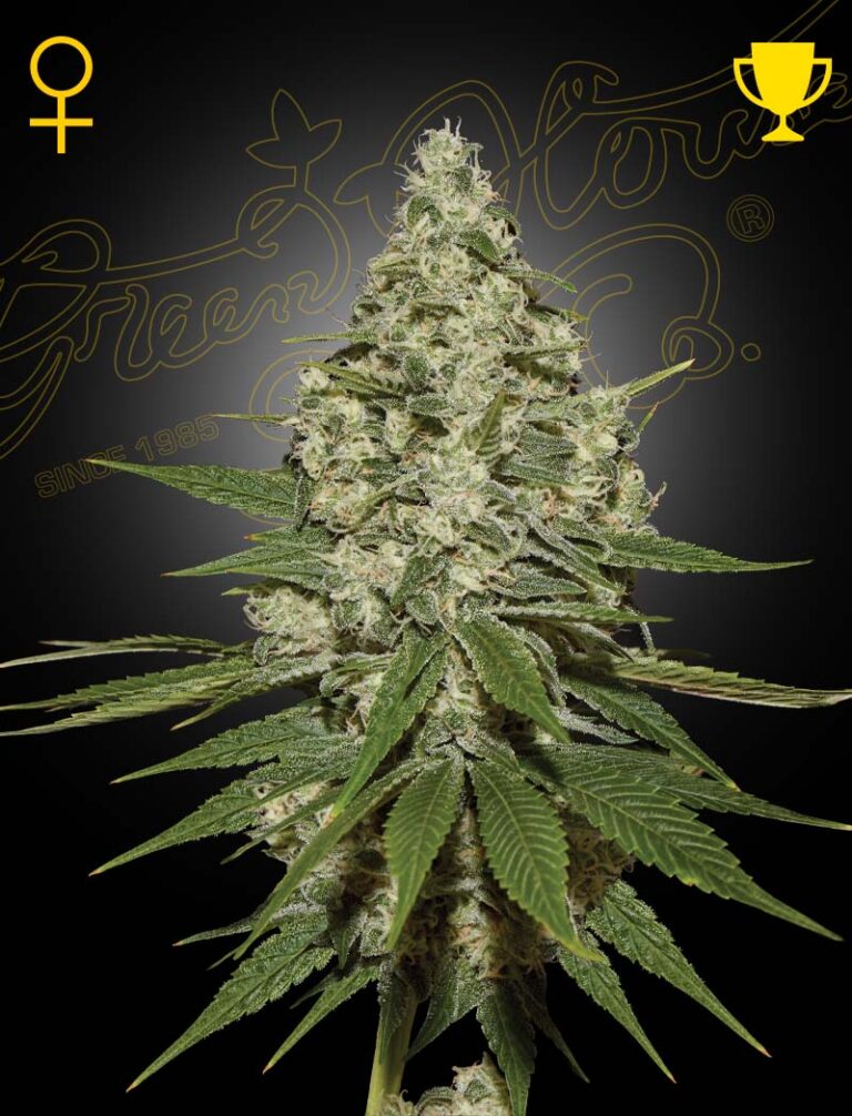 a cannabis plant grown from super lemon haze by green house