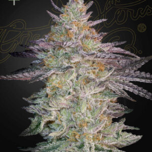 a cannabis plant grwon from Super Lemon Haze x GMO seeds by green house