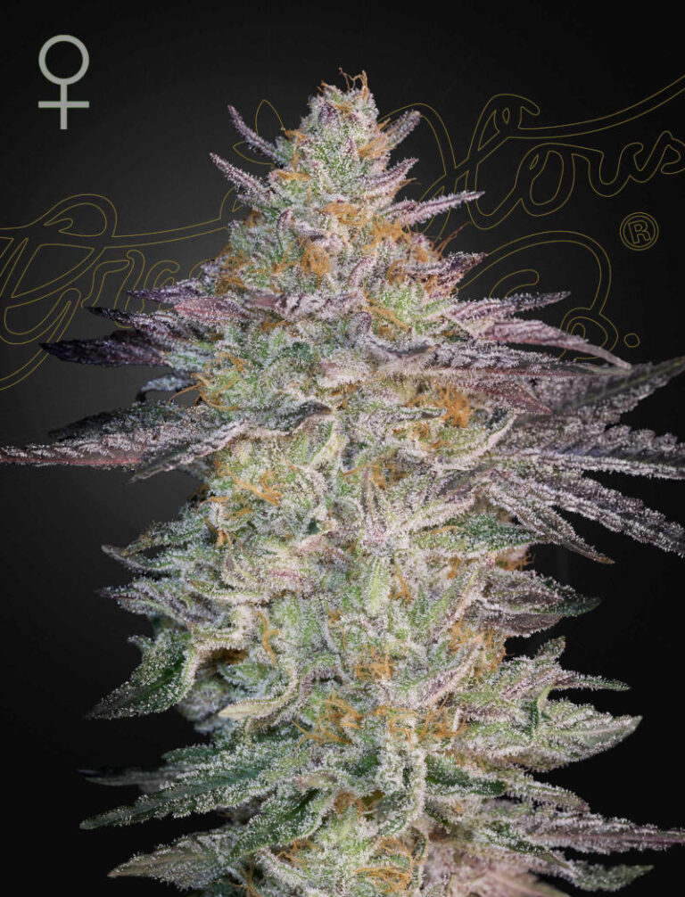 a cannabis plant grwon from Super Lemon Haze x GMO seeds by green house