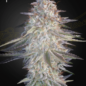 a cannabis plant grown from Super Lemon Haze x Pink Candy seeds by green house