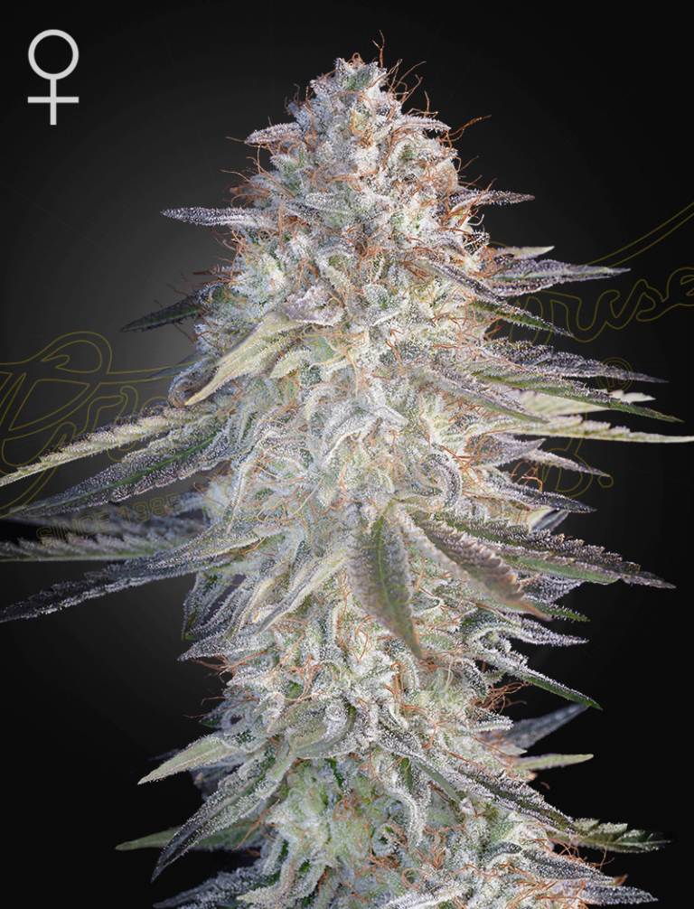 a cannabis plant grown from Super Lemon Haze x Pink Candy seeds by green house