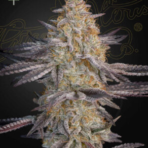 a cannabis plant grown from Super Lemon Haze x RS11 seeds by Green House company