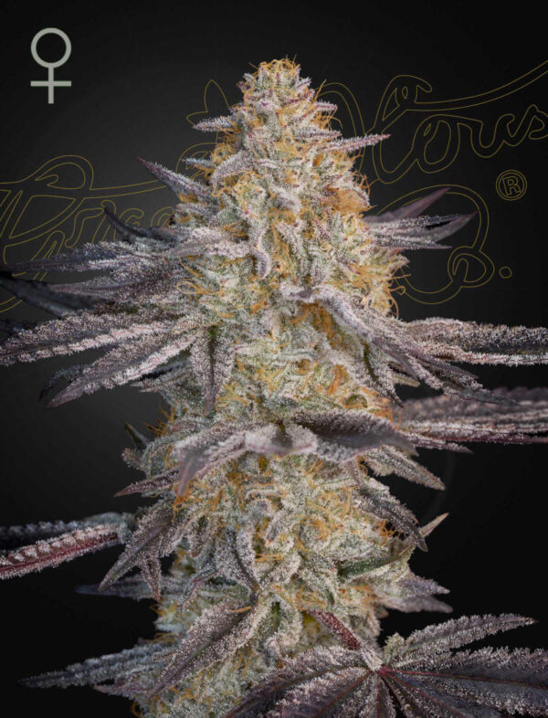 a cannabis plant grown from Super Lemon Haze x RS11 seeds by Green House company